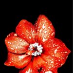 flowers #arteaartiste
